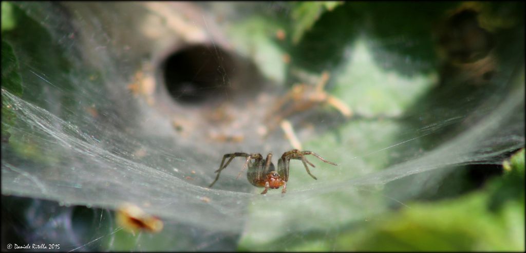 Agelena labyrinthica  -  Sesto Campano (IS)